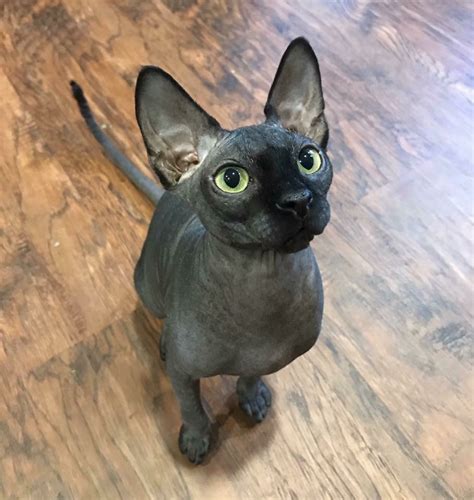 Sphynx cat rescue - Look at pictures of Sphynx kittens who need a home. ... One Love Animal Rescue and Sanctuary. PO Box 9935, Brea, CA 92822 Pet Types: cats, birds, dogs, rabbits ... 